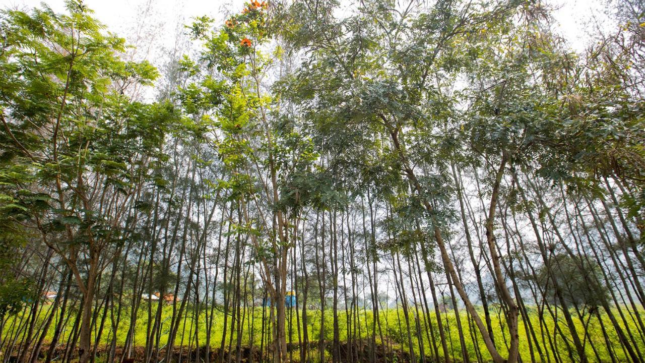 Aara Jungle Resort 哥印拜陀 外观 照片